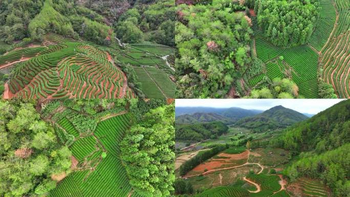 航拍武夷山岩茶茶园