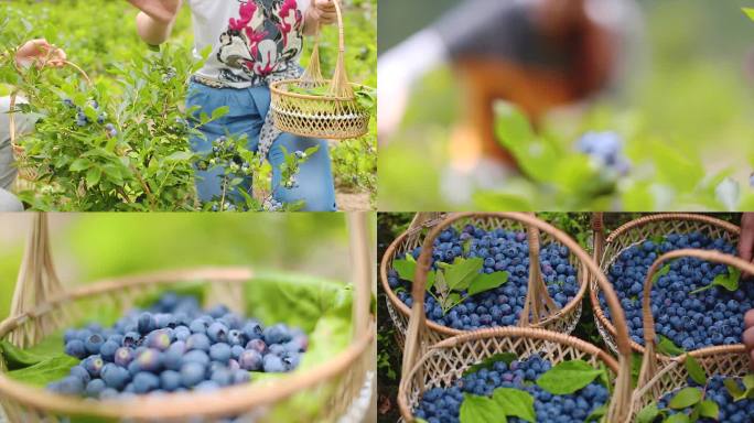 蓝莓园采摘蓝莓素材合集
