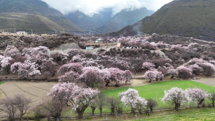 林芝桃花节