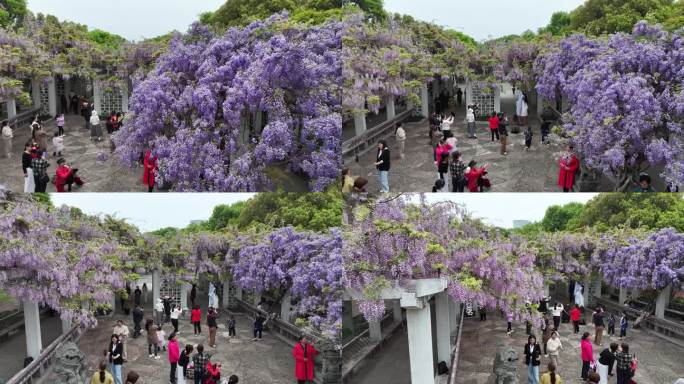 紫藤花开游客来