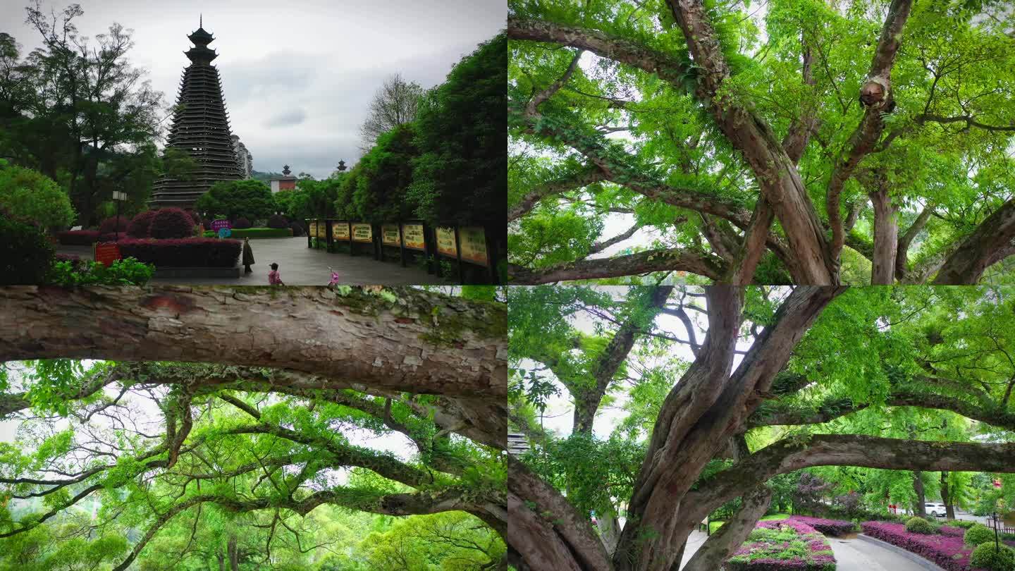 百年古榕树 参天大树 绿色生态