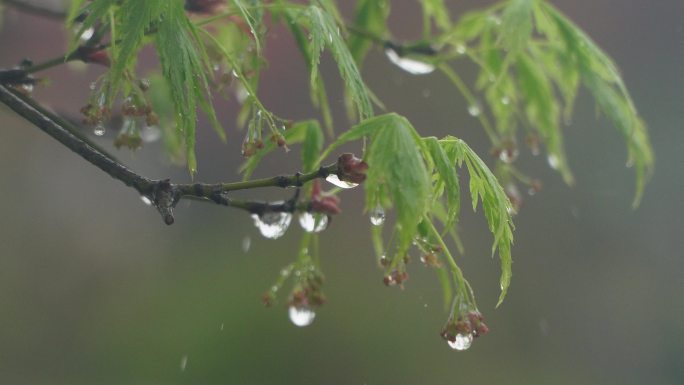 春雨树枝雨滴