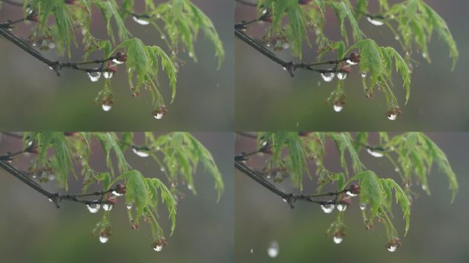 春雨树枝雨滴