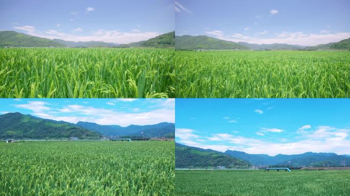 夏天绿色的水稻4k