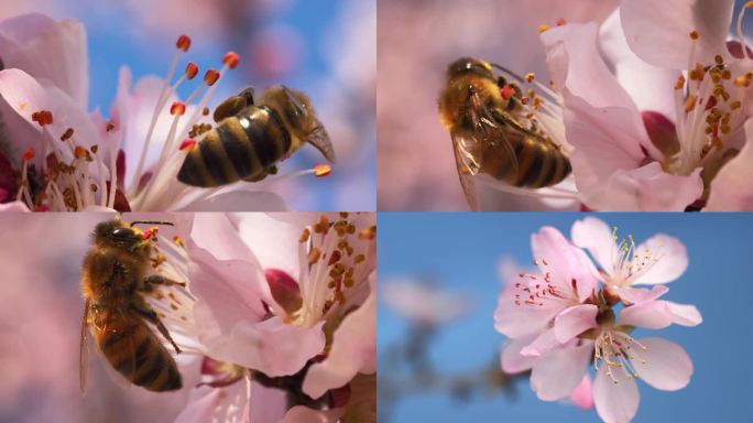 春天开花蜜蜂杏花桃花