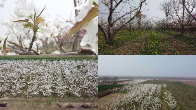 梨花-梨花开-梨树-田园-春天梨花开放