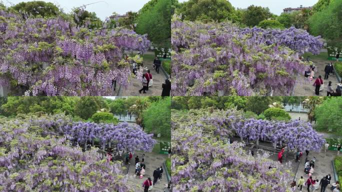 紫藤花开游客来