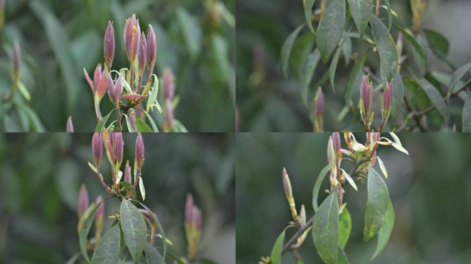 春天植物生长老鹰茶长出嫩叶