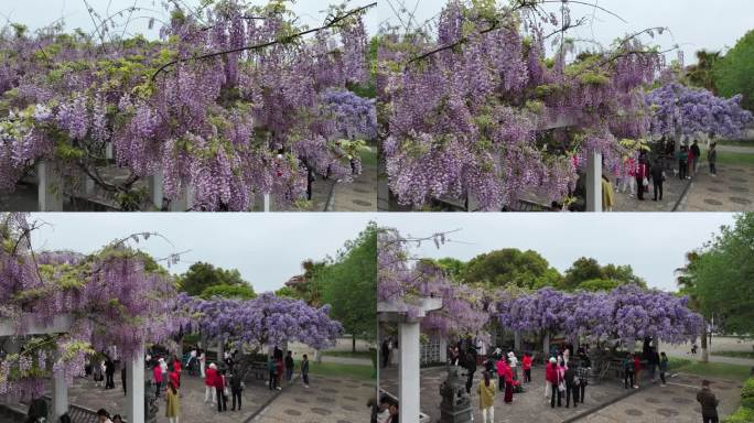 紫藤花开游客来