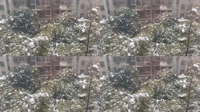 雪 下雪 雪景 大雪 冬天 城市下雪