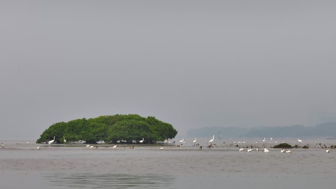 深圳福田红树林生态保护区