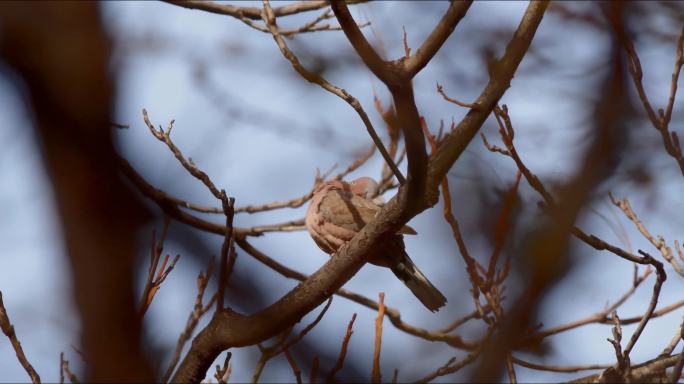 一只树上的斑鸠 斑鸠
