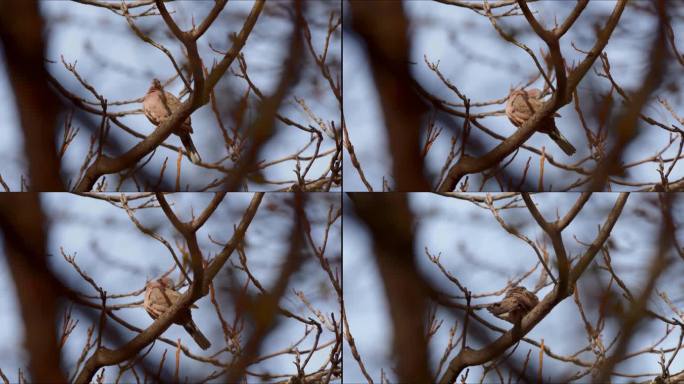 一只树上的斑鸠 斑鸠