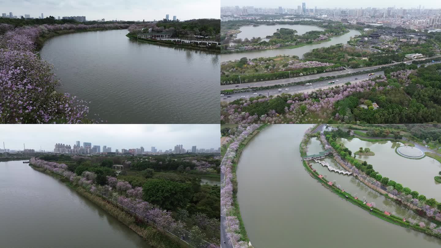 飞阅春日海珠湿地宫粉紫荆盛开