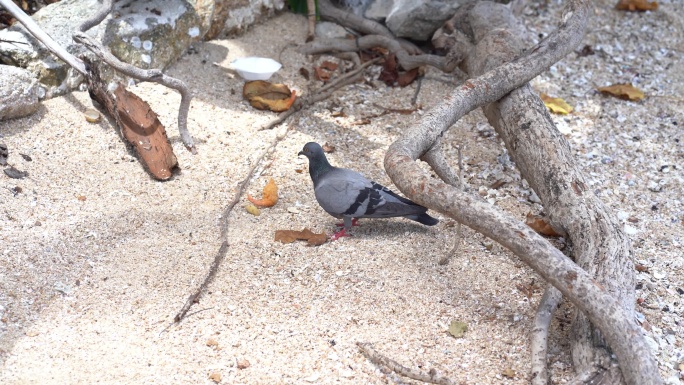 沙滩鸽子