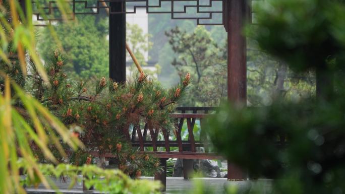 春雨  雨滴