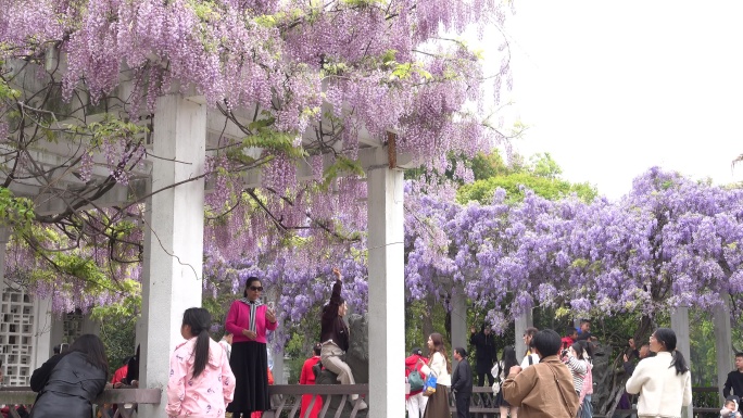 紫藤花开游客来