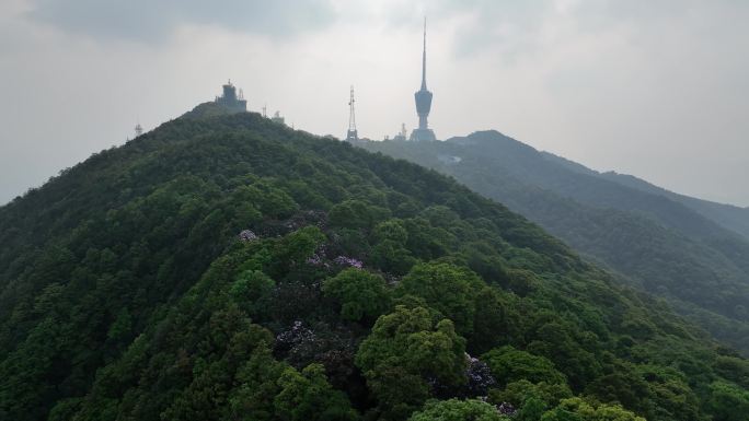 航拍24年深圳梧桐山春季杜鹃花