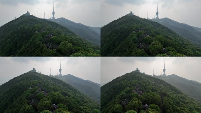 航拍24年深圳梧桐山春季杜鹃花