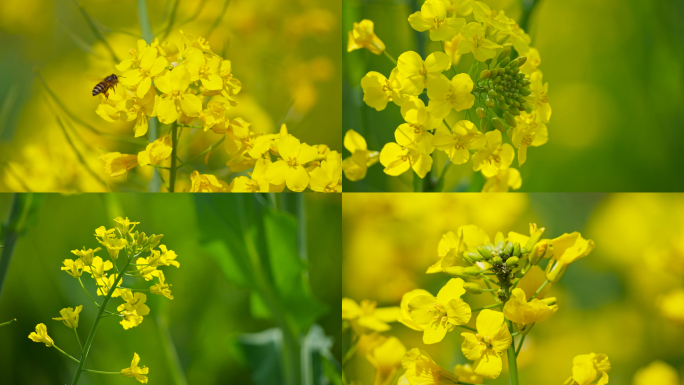 油菜花花海田园仰拍天空春天