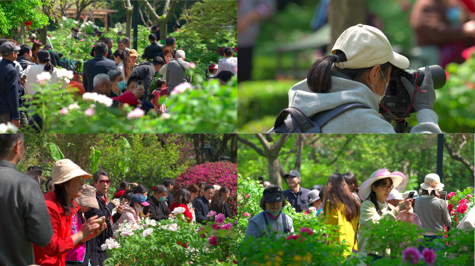 春游游客公园赏牡丹花