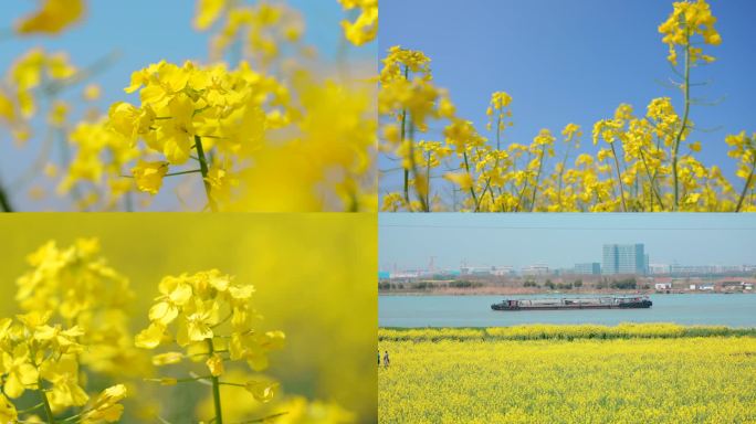 北联村油菜花 吴江同里 春天 乡村