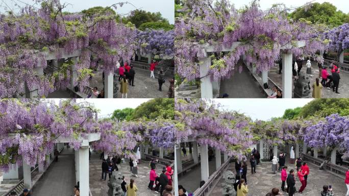 紫藤花开游客来