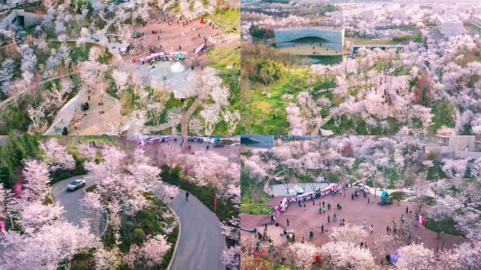 山东日照白鹭湾樱花盛开