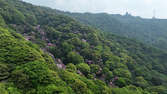 航拍24年深圳梧桐山春季杜鹃花