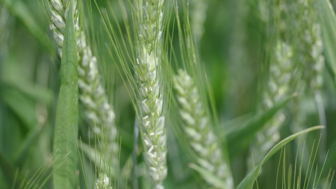 小麦冬小麦生长麦粒麦穗