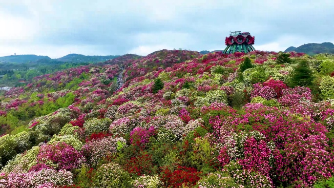 毕节百里杜鹃的杜鹃花盛开金坡