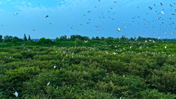 森林大自然白鹭鸟群