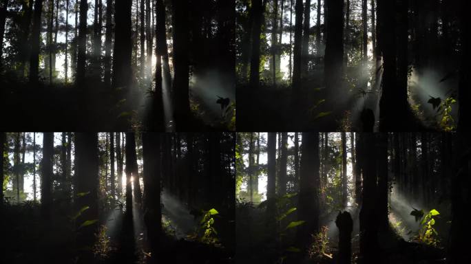 森林树木光影有氧树林绿色逆光大自然生态