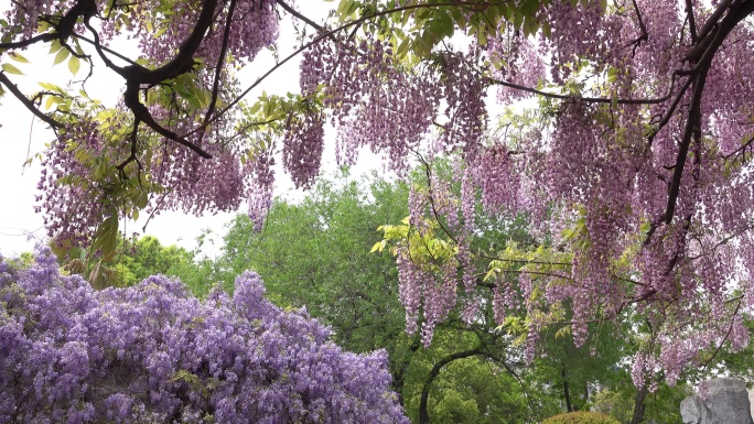 紫藤花开游客来