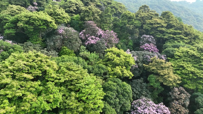 航拍24年深圳梧桐山春季杜鹃花