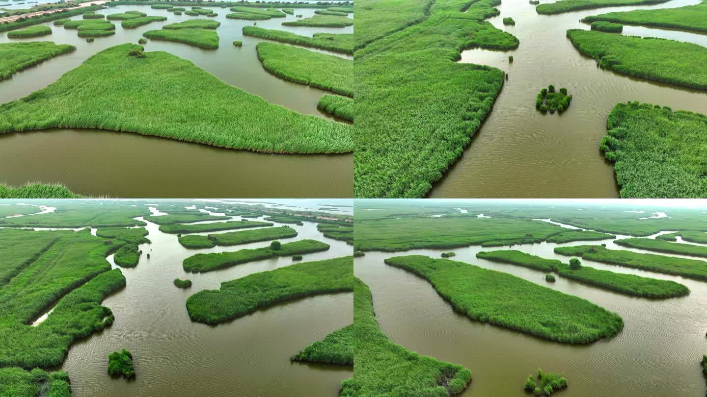 黄河口湿地