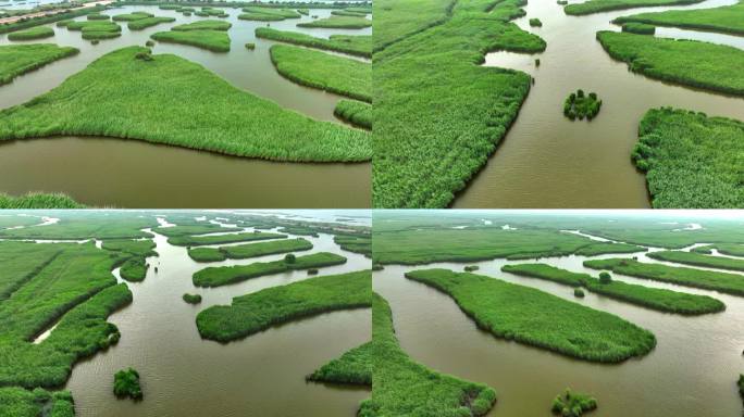 黄河口湿地