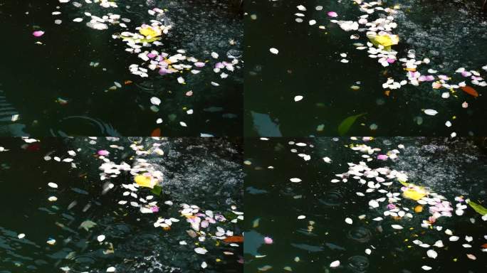 4K水中花瓣