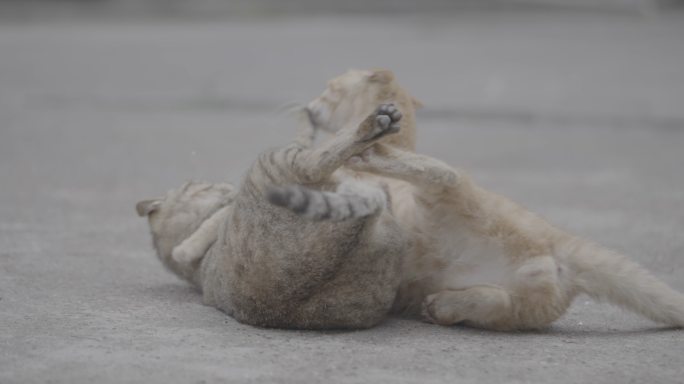 小区流浪猫灰片