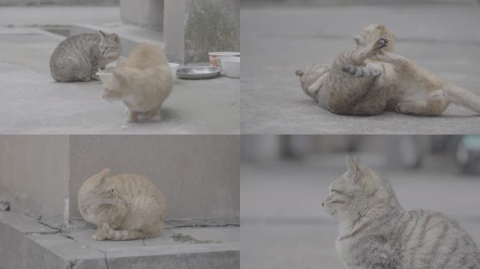 小区流浪猫灰片