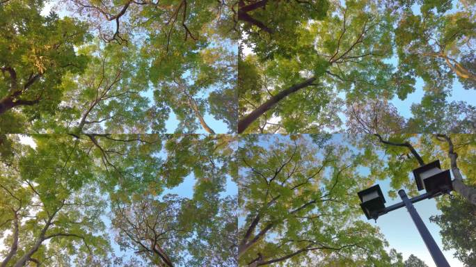 唯美仰望仰视仰拍树林树叶树木空镜头4