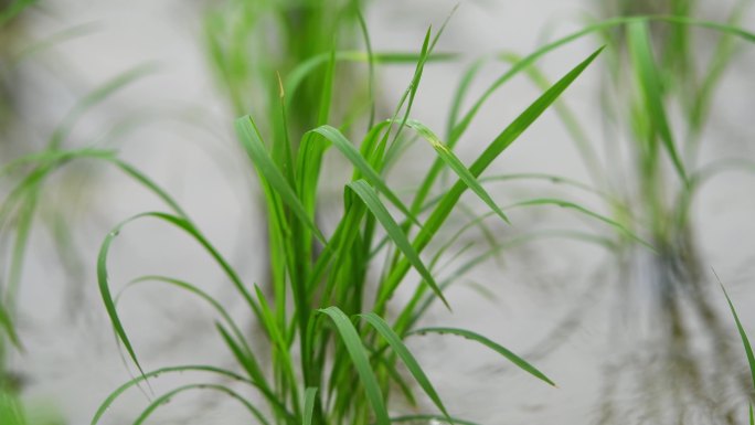 春天绿色的秧苗稻田