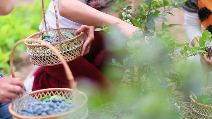 蓝莓园采摘蓝莓素材合集