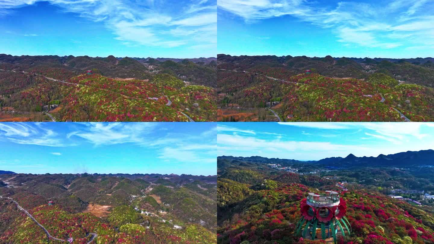 4K航拍贵州黔西南毕节杜鹃花盛开的美景