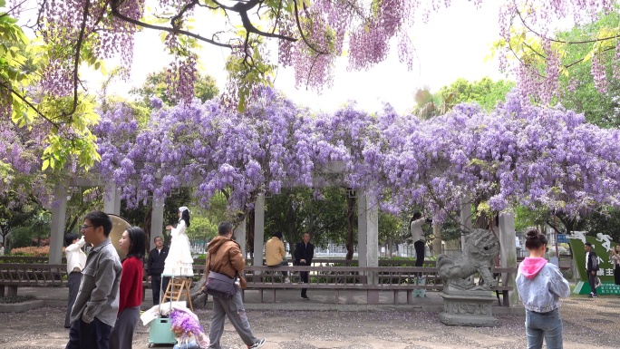 紫藤花开游客来