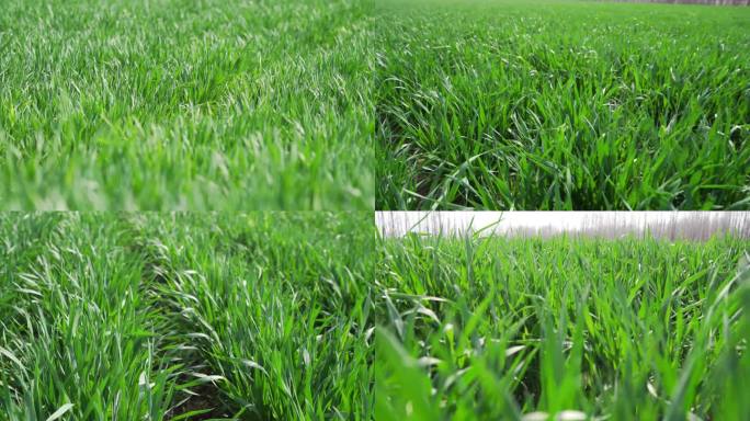 4K 麦田 麦苗 小麦 农业 农田