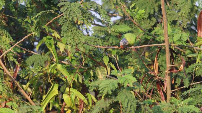 躲在灌木丛中的花头鹦鹉