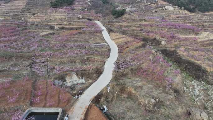 山东蒙阴旧寨数万亩桃花盛开