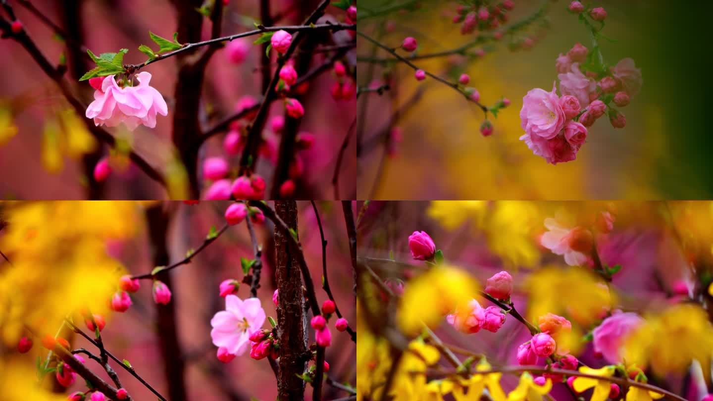 榆叶梅 梅花 花朵