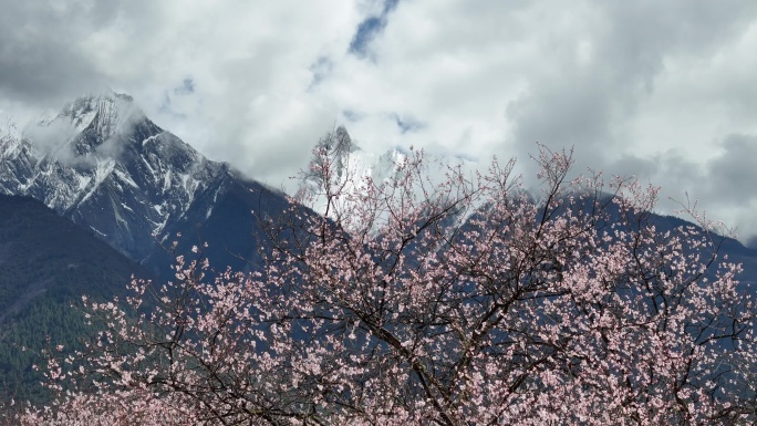 林芝桃花节